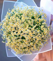 21 ромашек 21 ромашек