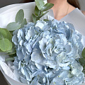 Голубые гортензии Голубые гортензии
