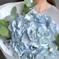 Букет_Нежный букет гортензия и эвкалипт Букет_Нежный букет гортензия и эвкалипт