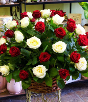 Волшебной Волшебной