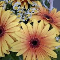 Букет_Корзина с яркими герберами Букет_Корзина с яркими герберами