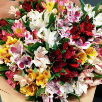 Букет_Яркая альстромерия Букет_Яркая альстромерия