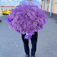 15 фиолетовых гипсофил 15 фиолетовых гипсофил