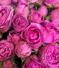 Букет_27 малиновых кустовых пионовидных роз