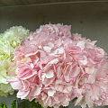 Розовые гортензии Розовые гортензии