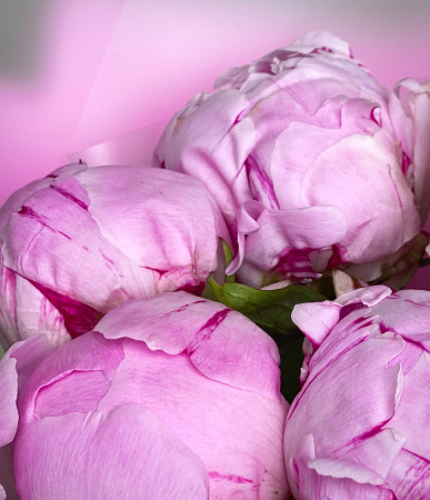 Букет_5 розовых пионов