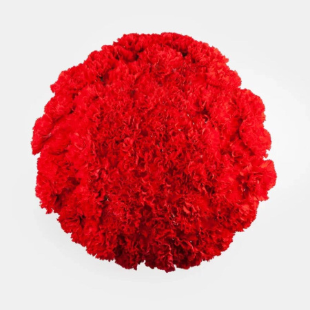 Букет_51 красной гвоздики