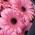 Розовые герберы