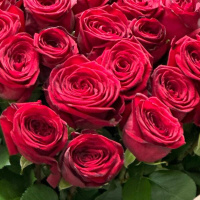 Букет_101 бордовая роза Премиум Букет_101 бордовая роза Премиум