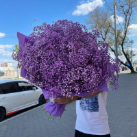 Букет_15 фиолетовых гипсофил Букет_15 фиолетовых гипсофил