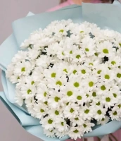 35 белых хризантем 35 белых хризантем