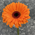 Оранжевые герберы