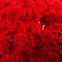 Букет_51 красной гвоздики Букет_51 красной гвоздики